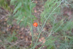 Asparagus officinalis