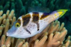 Paraluteres prionurus