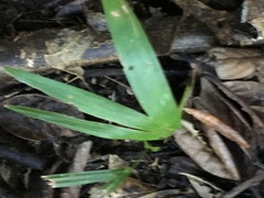 Archontophoenix cunninghamiana