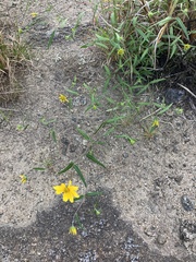 Helianthus porteri