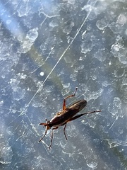 Sciomyzidae