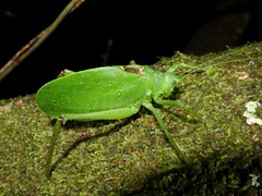 Lophaspis