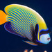 Emperor Angelfish - Photo (c) François Libert, some rights reserved (CC BY-NC-SA), uploaded by François Libert