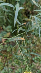Coleosporium