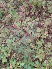 Asparagus officinalis