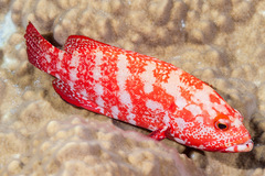 Cephalopholis nigripinnis