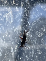 Sciomyzidae