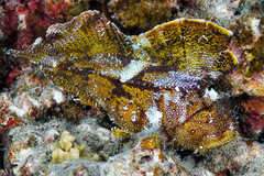 Taenianotus triacanthus