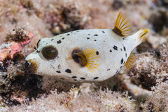 Arothron nigropunctatus