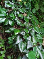 Hedera colchica