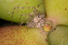Cryptachaea gigantipes