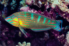 Halichoeres melanurus