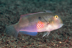 Iniistius pentadactylus