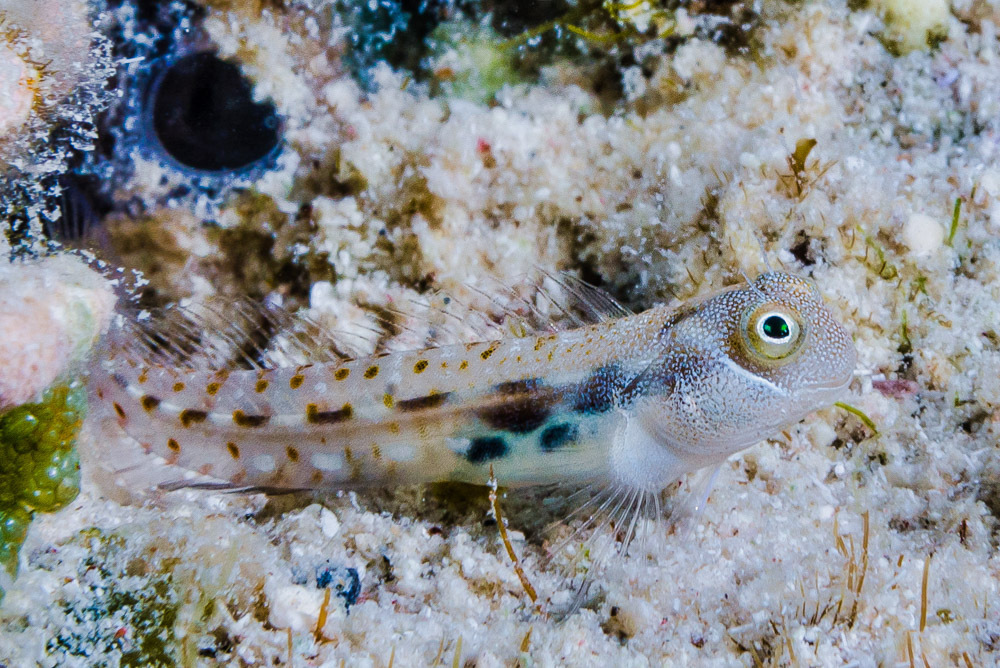 Bluebelly Blenny