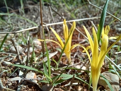 Sternbergia colchiciflora