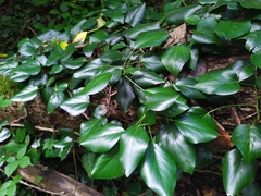 Hedera colchica