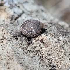 Trochulus hispidus