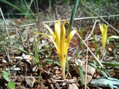Sternbergia colchiciflora