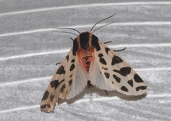 Cymbalophora pudica