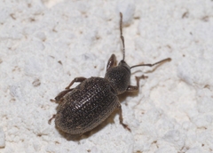 Otiorhynchus cribricollis