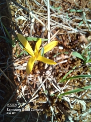 Sternbergia colchiciflora