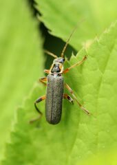 Cantharis nigricans
