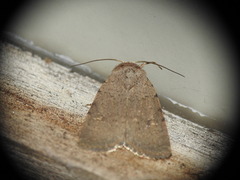 Caradrina flavirena