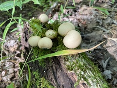 Apioperdon