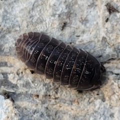 Armadillidium opacum