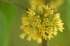 Protium heptaphyllum heptaphyllum