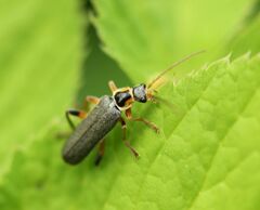 Cantharis nigricans