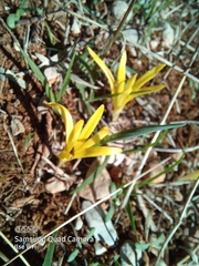 Sternbergia colchiciflora