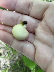 Apioperdon