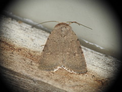 Caradrina flavirena