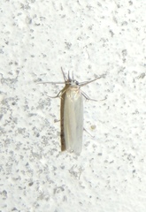 Crambus perlella