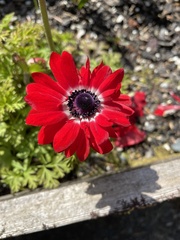 Anemone coronaria