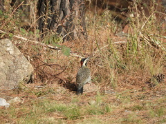 Colaptes melanochloros