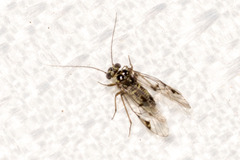 Psocinae