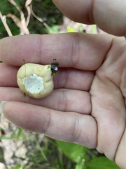 Apioperdon