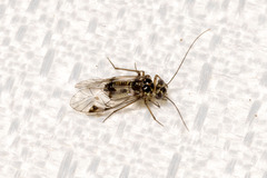 Psocinae