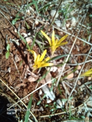 Sternbergia colchiciflora