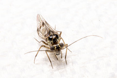 Psocinae
