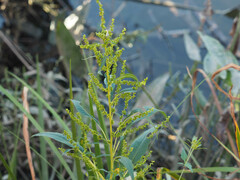 Rumex verticillatus