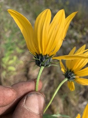 Helianthus tuberosus