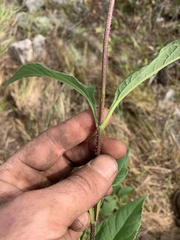 Helianthus tuberosus
