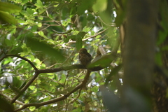 Glaucidium radiatum