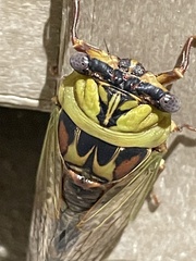 Megatibicen pronotalis