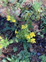 Hypericum scouleri