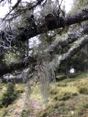 Usnea dasopoga