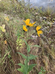 Helianthus tuberosus